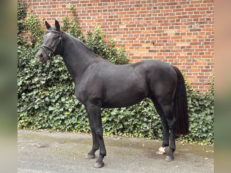 Hanovrien Hongre 3 Ans 162 cm Noir in Edemissen