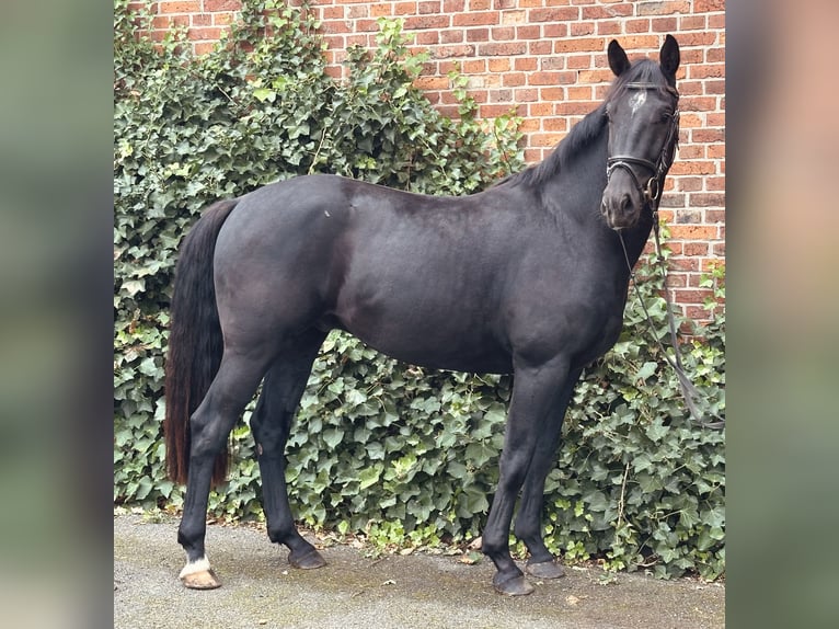 Hanovrien Hongre 3 Ans 162 cm Noir in Edemissen