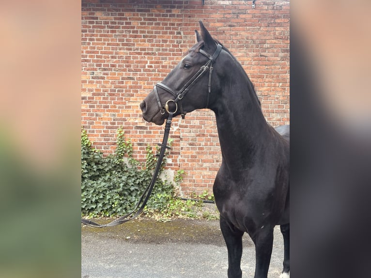 Hanovrien Hongre 3 Ans 162 cm Noir in Edemissen