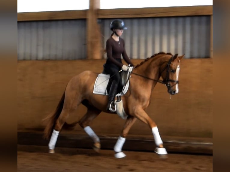 Hanovrien Hongre 3 Ans 163 cm Alezan in Fredenbeck