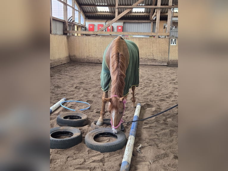 Hanovrien Hongre 3 Ans 163 cm Alezan in Fredenbeck