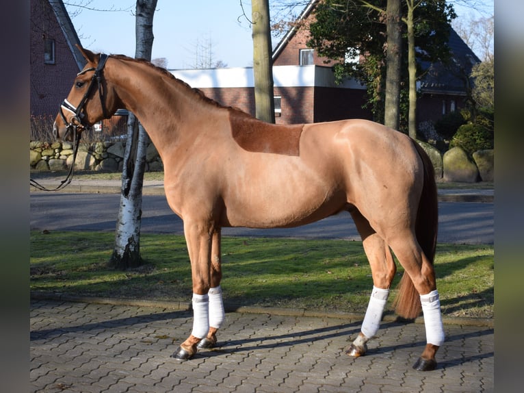 Hanovrien Hongre 3 Ans 163 cm Alezan in Fredenbeck