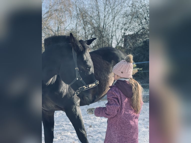 Hanovrien Hongre 3 Ans 163 cm Bai brun foncé in Ronshausen