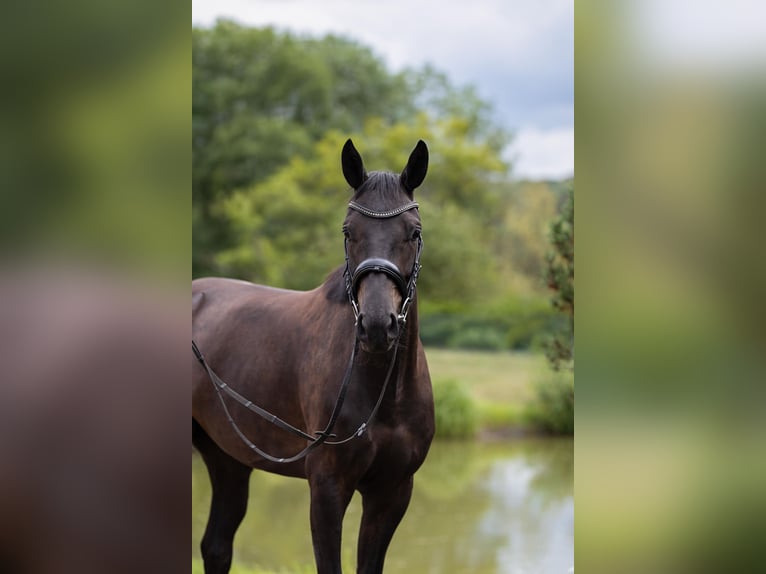 Hanovrien Hongre 3 Ans 163 cm Bai brun foncé in Leichlingen
