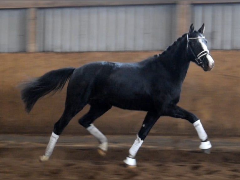 Hanovrien Hongre 3 Ans 163 cm Noir in Fredenbeck