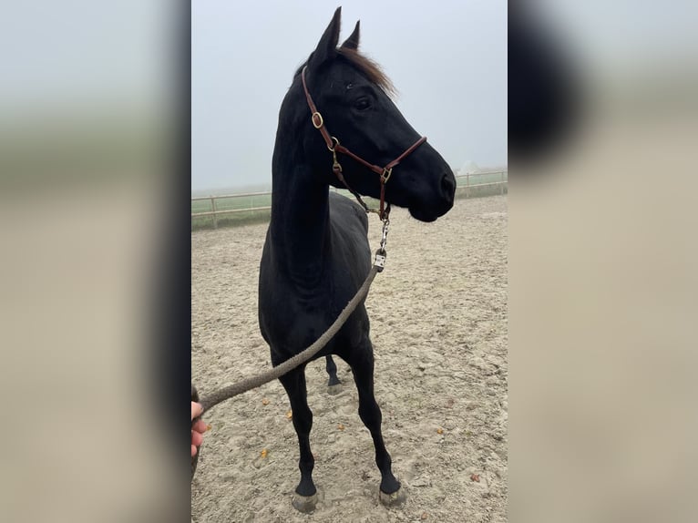 Hanovrien Hongre 3 Ans 163 cm Noir in Krummh&#xF6;rn Rysum