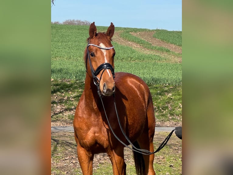 Hanovrien Hongre 3 Ans 164 cm Alezan in Bruchhausen-Vilsen