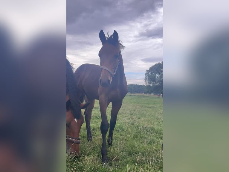 Hanovrien Hongre 3 Ans 164 cm Bai in Neukalen