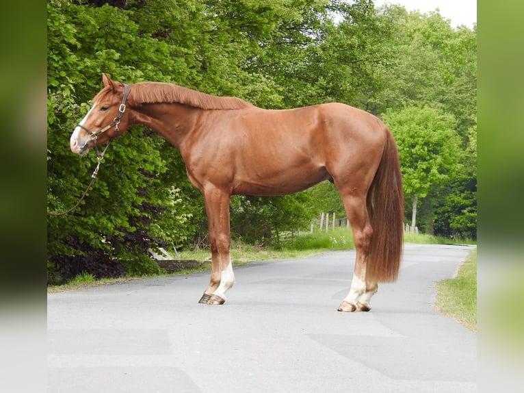 Hanovrien Hongre 3 Ans 165 cm Alezan in Verl