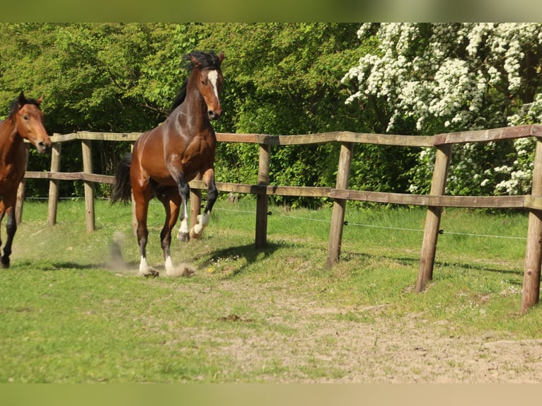 Hanovrien Croisé Hongre 3 Ans 165 cm Bai brun in Colnrade