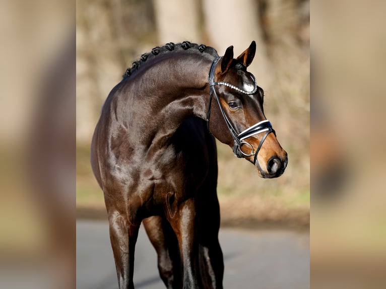 Hanovrien Hongre 3 Ans 165 cm Bai brun in Steinfurt