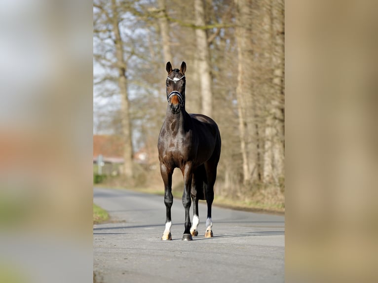 Hanovrien Hongre 3 Ans 165 cm Bai brun in Steinfurt