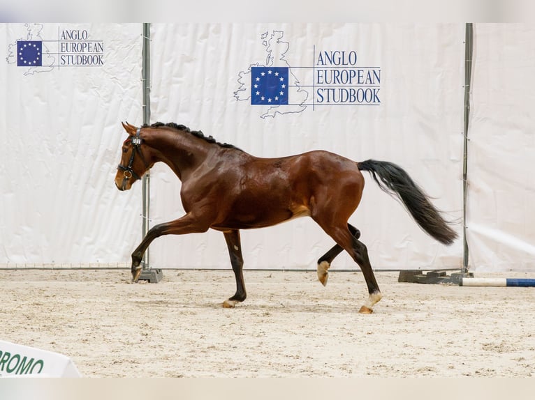 Hanovrien Hongre 3 Ans 165 cm Bai cerise in Ciechocin