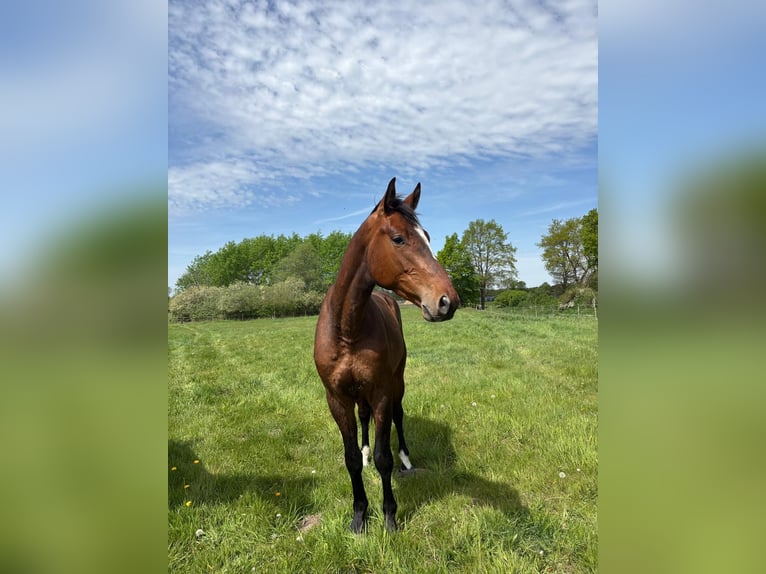 Hanovrien Hongre 3 Ans 165 cm Bai in Wedemark