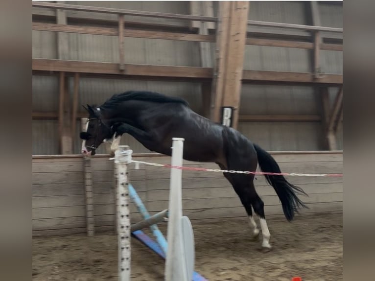 Hanovrien Hongre 3 Ans 165 cm Noir in Noville