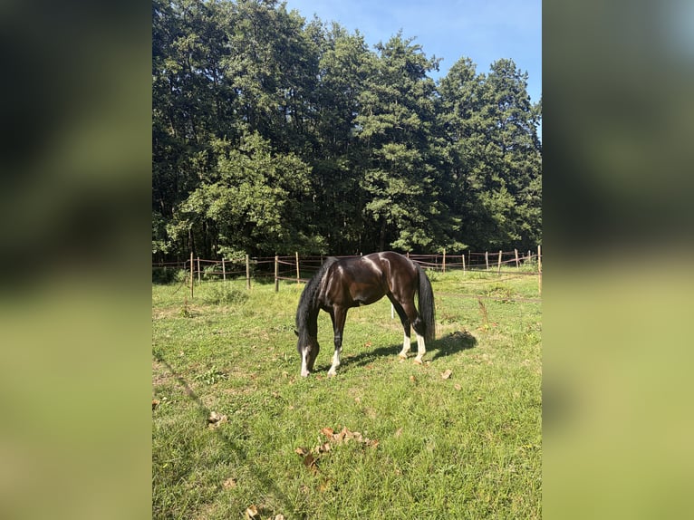 Hanovrien Hongre 3 Ans 165 cm Noir in Noville