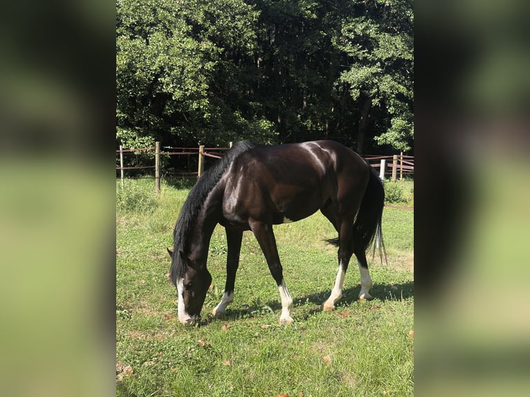 Hanovrien Hongre 3 Ans 165 cm Noir in Noville