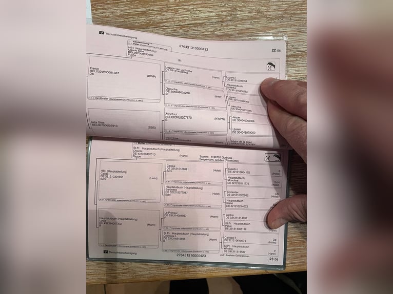 Hanovrien Hongre 3 Ans 165 cm Peut devenir gris in Deinste