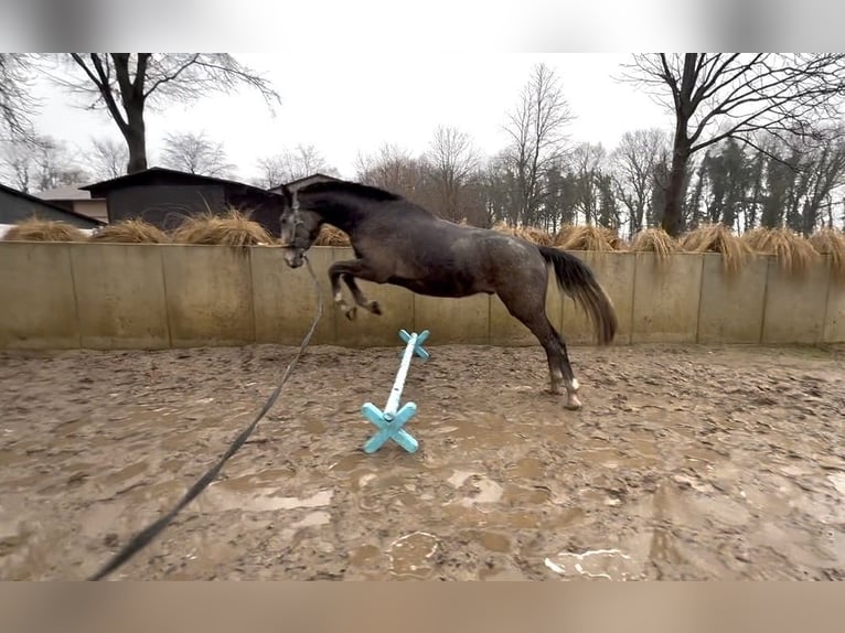 Hanovrien Hongre 3 Ans 165 cm Peut devenir gris in Deinste