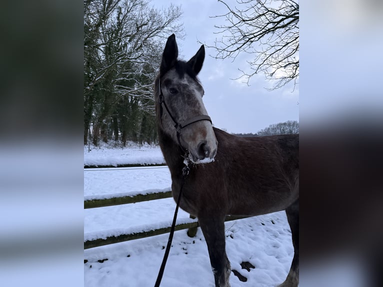 Hanovrien Hongre 3 Ans 165 cm Peut devenir gris in Deinste