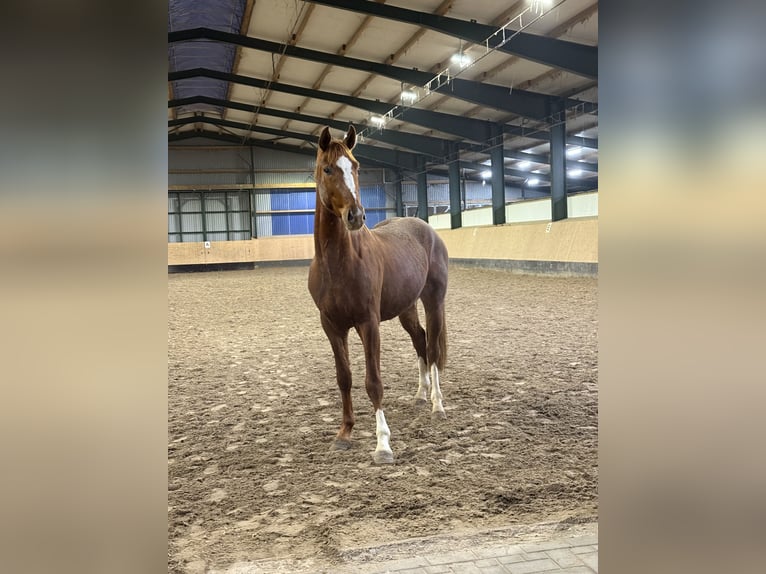 Hanovrien Hongre 3 Ans 166 cm Alezan in FarvenDeinstedt