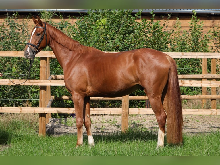Hanovrien Hongre 3 Ans 166 cm Alezan in Rickling