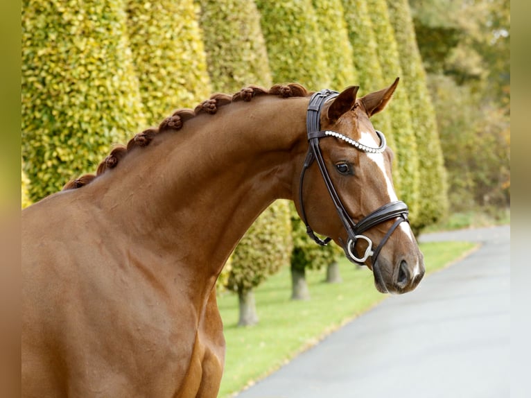 Hanovrien Hongre 3 Ans 166 cm Alezan in Steinfurt