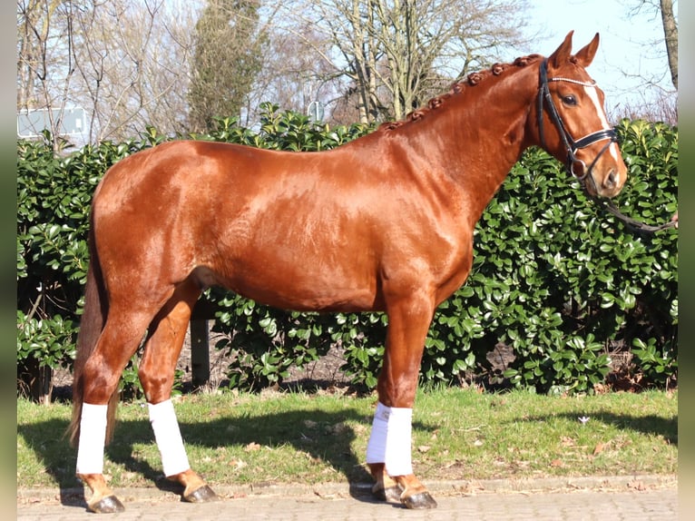 Hanovrien Hongre 3 Ans 166 cm Alezan in Selsingen