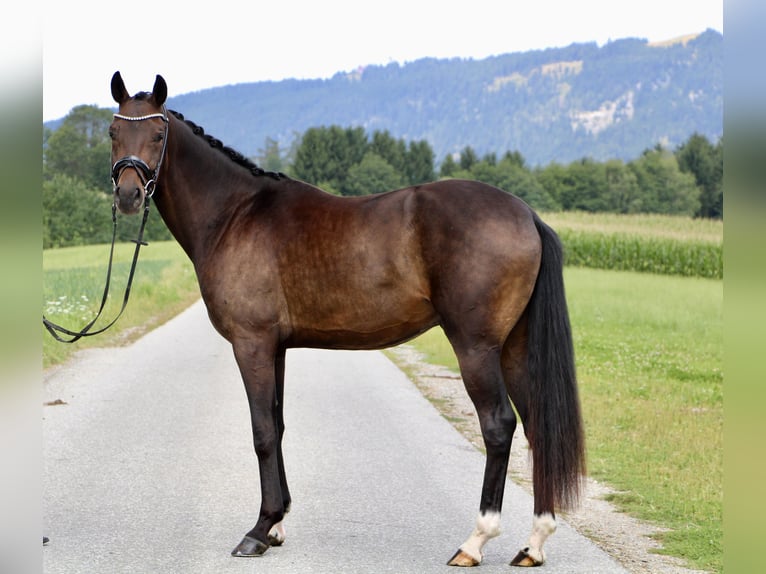 Hanovrien Hongre 3 Ans 166 cm Bai brun in Kumberg