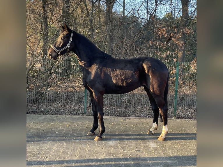 Hanovrien Hongre 3 Ans 166 cm Bai brun foncé in Verl
