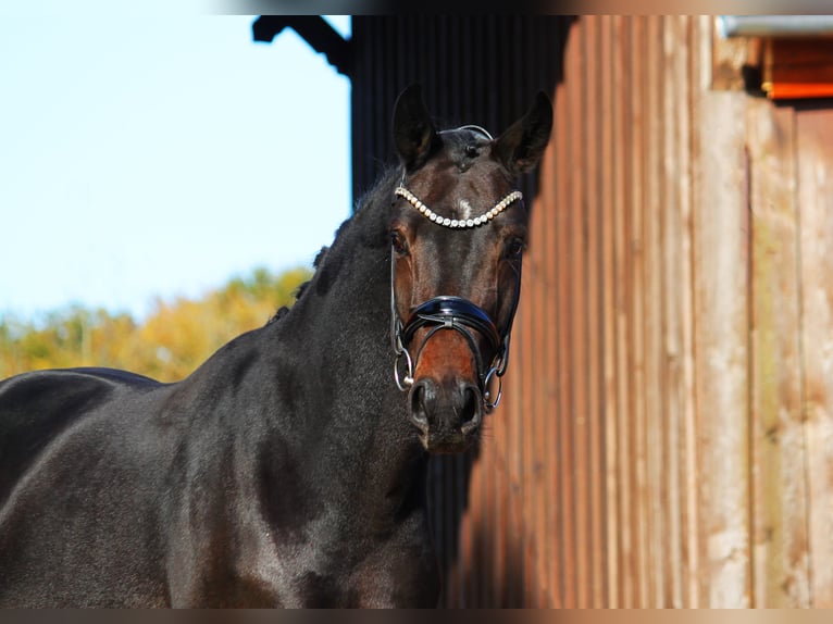 Hanovrien Hongre 3 Ans 166 cm Bai brun foncé in Bramsche