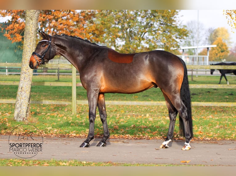 Hanovrien Hongre 3 Ans 166 cm Bai in Weyhe