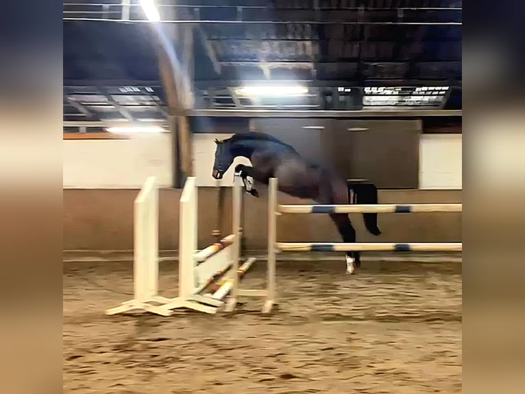 Hanovrien Hongre 3 Ans 166 cm Bai in Werlte