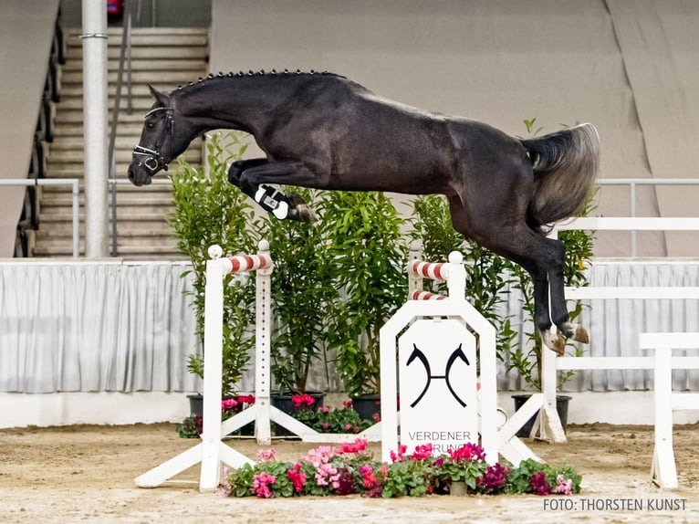 Hanovrien Hongre 3 Ans 166 cm Gris in Verden