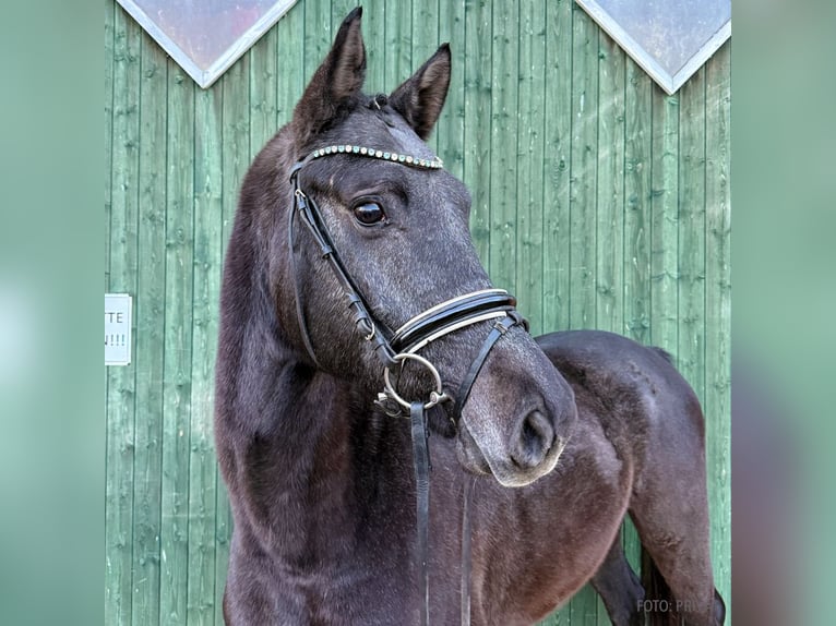 Hanovrien Hongre 3 Ans 166 cm Gris in Verden