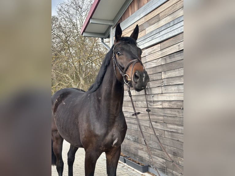 Hanovrien Hongre 3 Ans 167 cm Bai brun in Leipzig