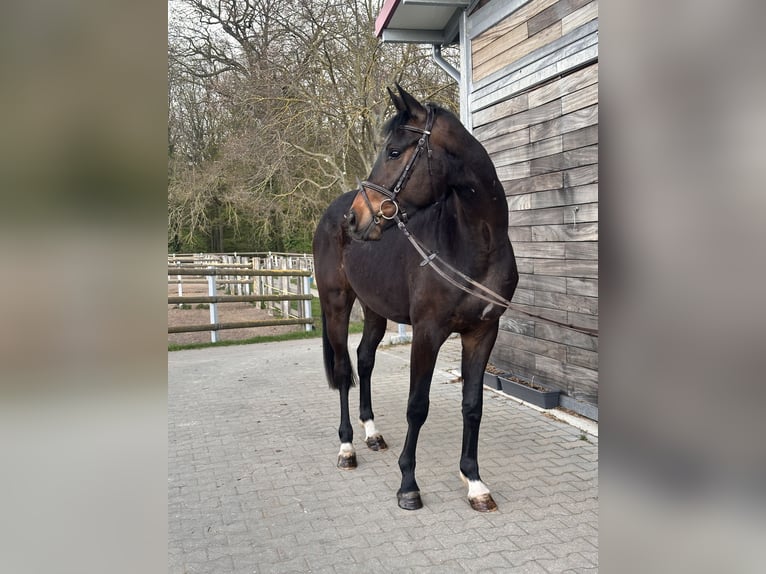 Hanovrien Hongre 3 Ans 167 cm Bai brun in Leipzig