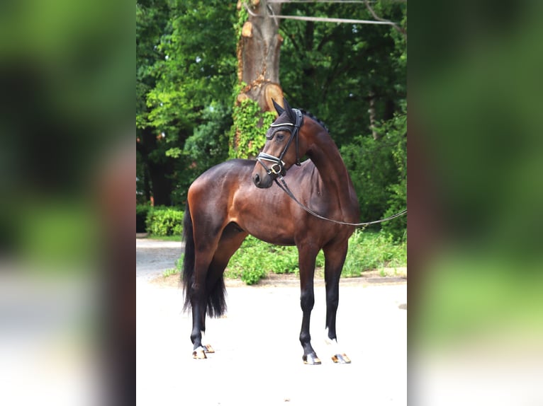 Hanovrien Hongre 3 Ans 167 cm Bai brun in Ree&#xDF;um