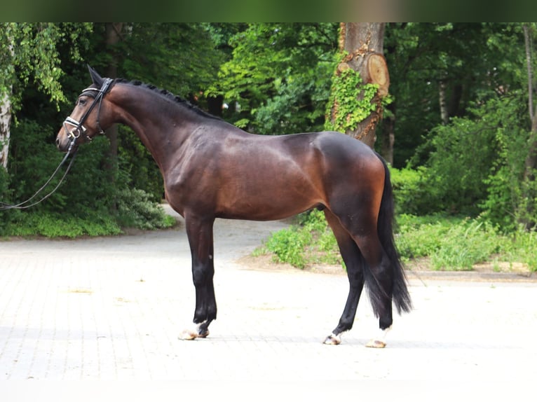 Hanovrien Hongre 3 Ans 167 cm Bai brun in Ree&#xDF;um
