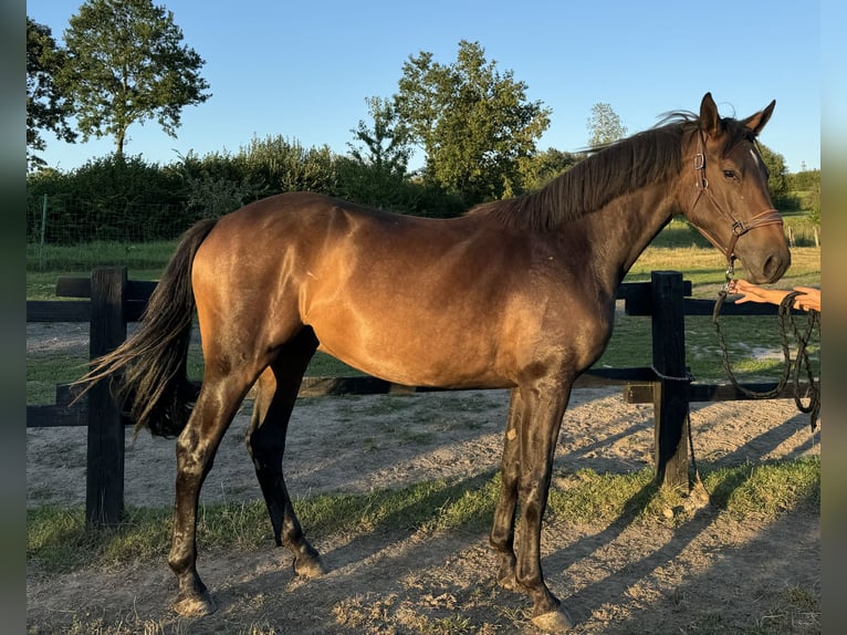 Hanovrien Hongre 3 Ans 167 cm Bai cerise in Jarosławiec