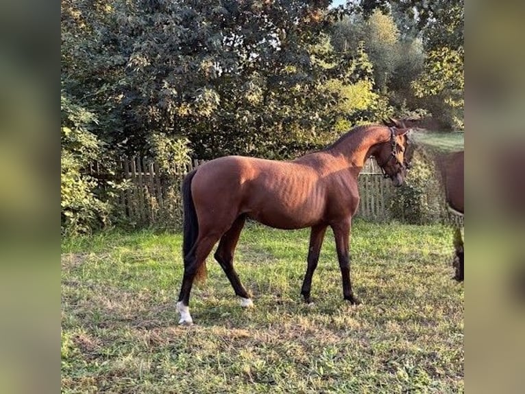 Hanovrien Hongre 3 Ans 167 cm Bai in Burgstädt