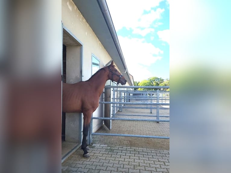 Hanovrien Hongre 3 Ans 167 cm Bai in Burgstädt
