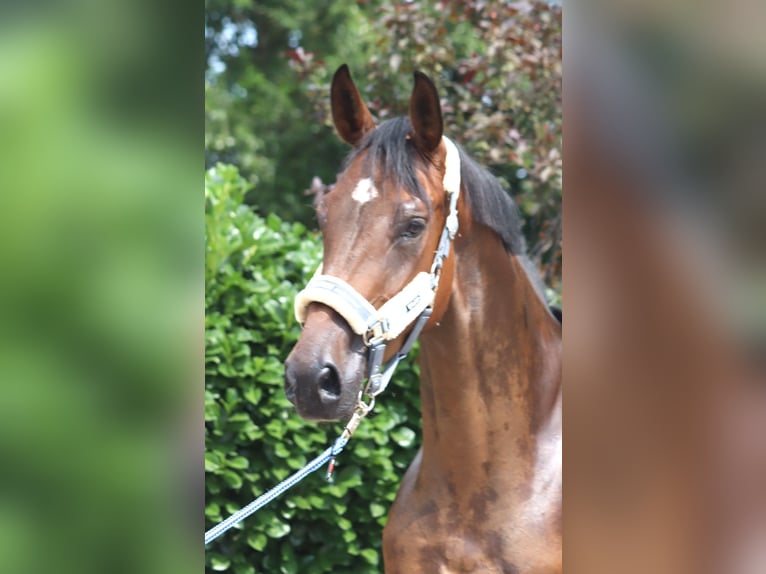 Hanovrien Hongre 3 Ans 167 cm Bai in Selsingen