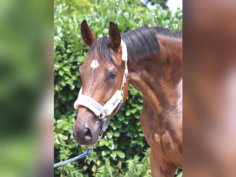 Hanovrien Hongre 3 Ans 167 cm Bai in Selsingen