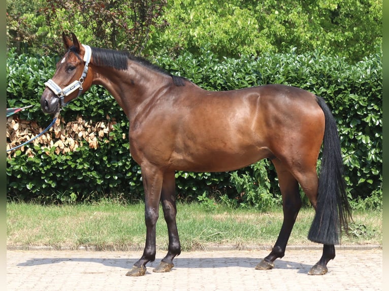 Hanovrien Hongre 3 Ans 167 cm Bai in Selsingen