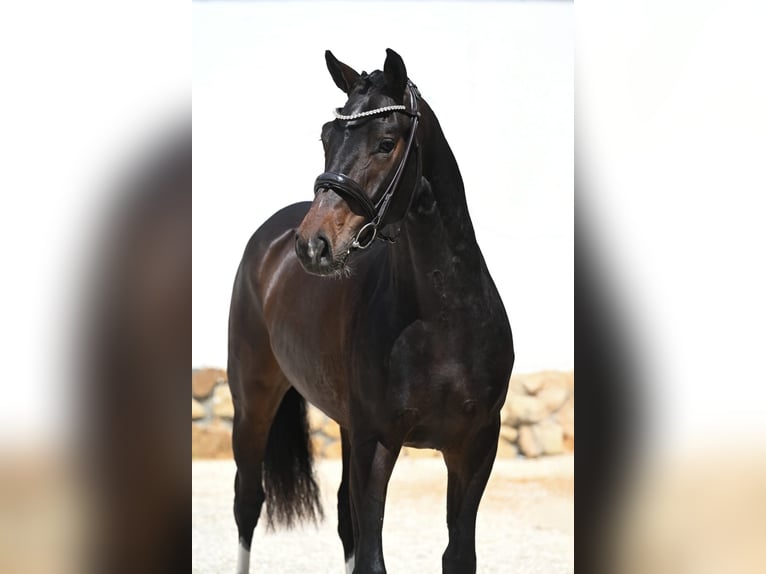 Hanovrien Hongre 3 Ans 167 cm Bai in Tauberrettersheim