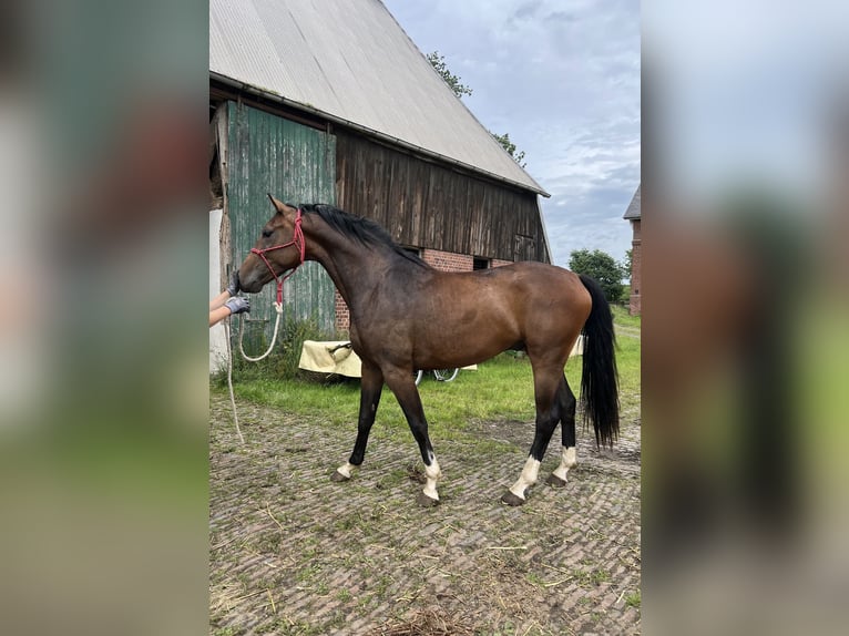 Hanovrien Hongre 3 Ans 167 cm Bai in Drochtersen