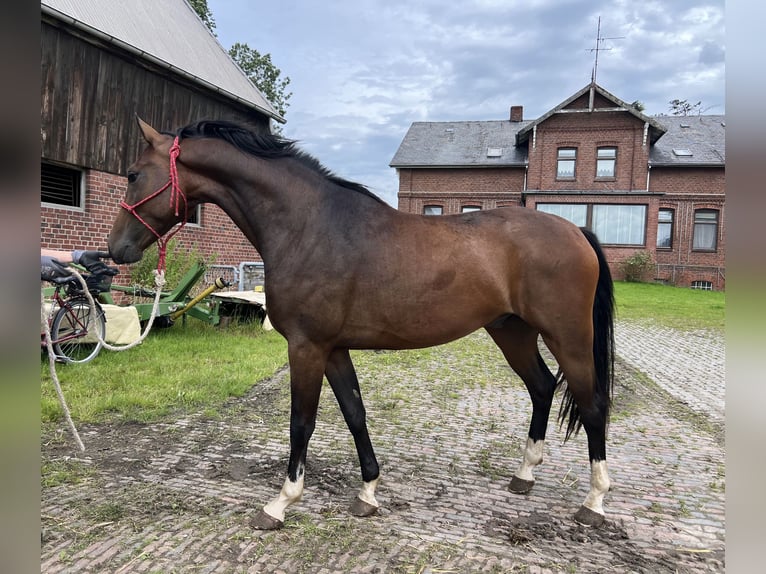 Hanovrien Hongre 3 Ans 167 cm Bai in Drochtersen