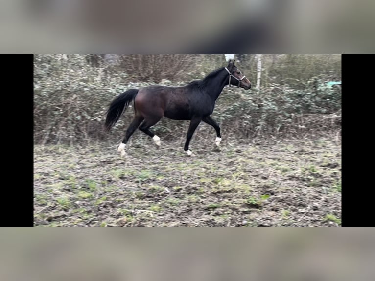 Hanovrien Hongre 3 Ans 167 cm Bai in Drochtersen