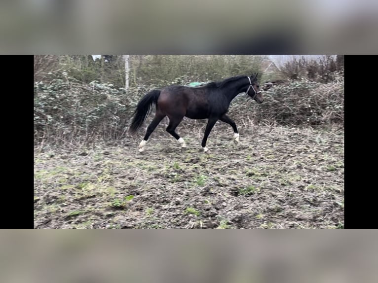 Hanovrien Hongre 3 Ans 167 cm Bai in Drochtersen